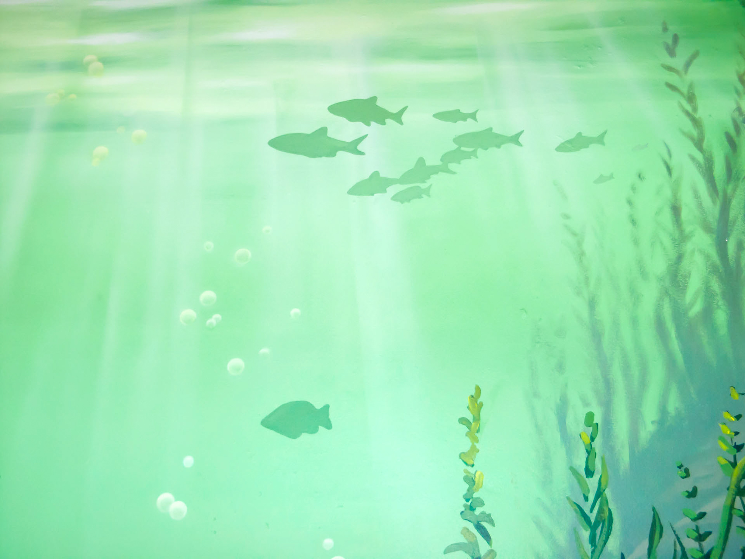 Beneath the surface fish mural detail